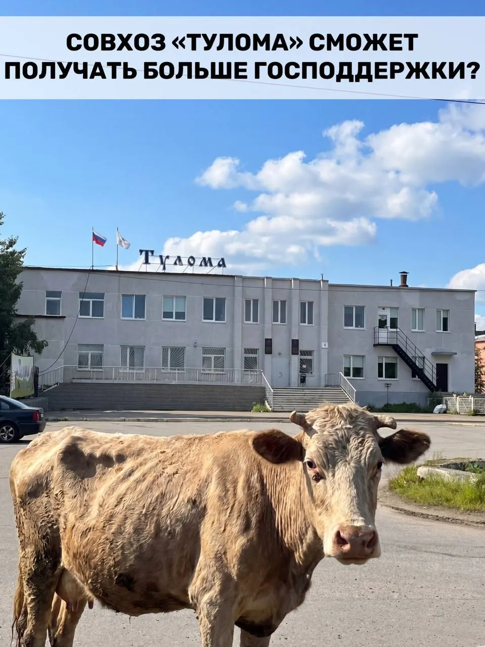 Правила предоставления субсидий для молочного животноводства пересмотрены: теперь поддержку смогут получать и хозяйства, где более 25% принадлежит государству или муниципалитету. Для Мурманской области это особенно актуально, но часть предприятий уже жалуется на острую нехватку средств и ресурсов.