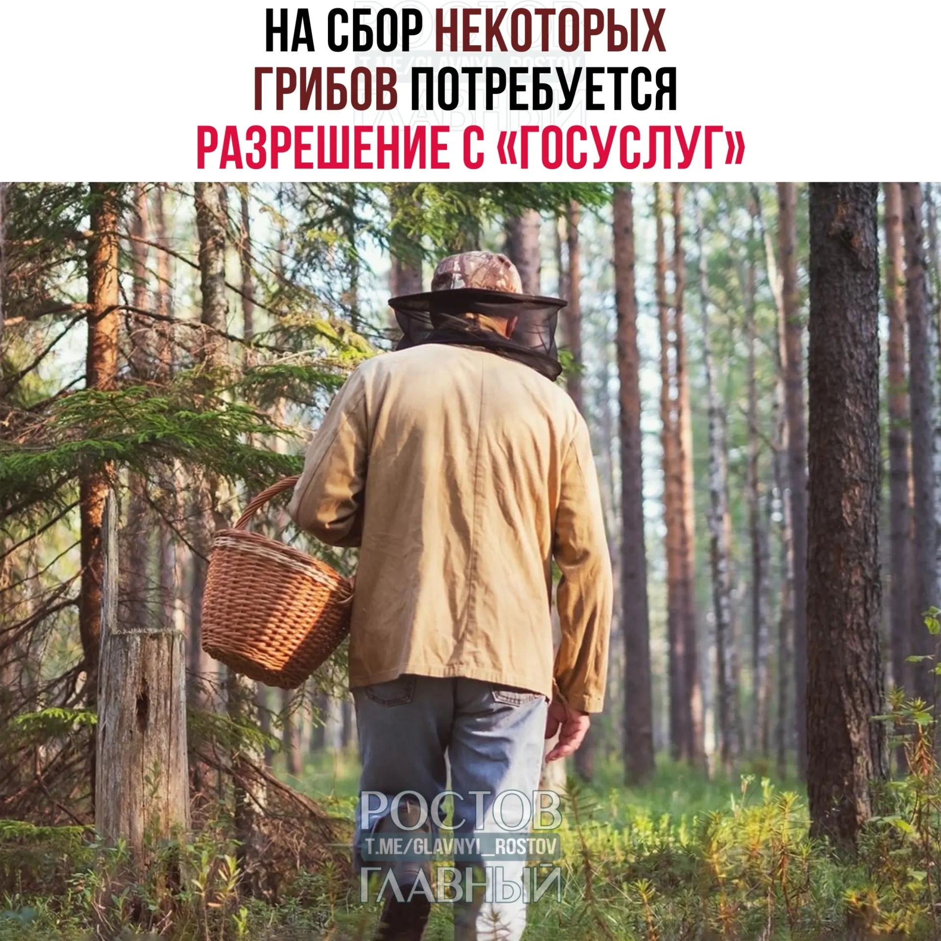 С 1 сентября 2027 года для сбора некоторых редких грибов потребуется оформлять пропуск на портале «Госуслуги». Заявки будут рассматривать в течение 15 дней, за сбор краснокнижных видов без разрешения грозит уголовная ответственность.