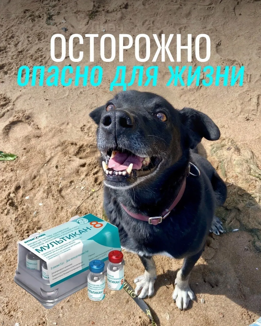 После прививок против бешенства у некоторых собак наблюдались тяжелые осложнения, включая судороги и анафилактический шок; часть животных погибла. Рассматривается вакцина «Мультикан-8».